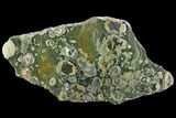 Polished Rainforest Jasper (Rhyolite) Slab - Australia #95902-1